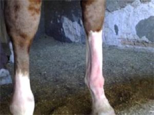 Imagem do post: Exostose do osso metacarpiano em cavalos