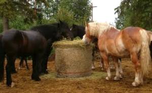 Imagem do post: Feno de má qualidade pode prejudicar a saúde dos cavalos
