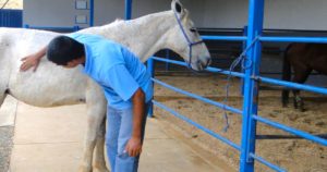 Imagem do post: Ferimentos em cavalos: entenda as práticas de primeiros socorros