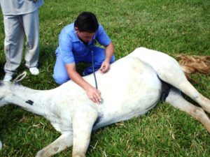 Imagem do post: Fique por dentro das principais situações emergenciais com cavalos