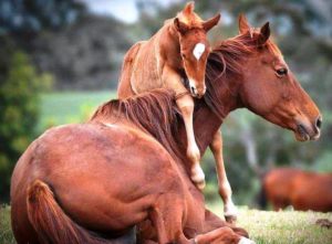 Imagem do post: Fique por dentro de alguns fatores que levam o garanhão à infertilidade