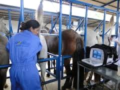 Imagem do post: Fotos: 16º – Cursos de Inseminação Artificial em Éguas e Coleta, Avaliação e Criopreservação de Sêmen em Garanhão – 11-05-2013