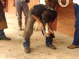 Imagem do post: Fotos do 13º – Curso de Diagnóstico de Claudicação em Equinos – 06-10-2012