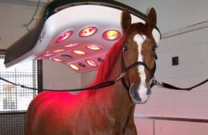 Imagem do post: Fototerapia – Laser Terapêutico em equinos
