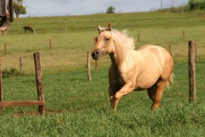 Imagem do post: Gripe equina afeta o sistema respiratório dos animais