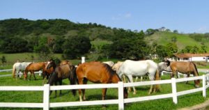 Imagem do post: Haras: a importância das boas práticas de manejo reprodutivo