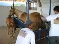 Imagem do post: Hipódromo da Maia acolhe um Fim-de-Semana Equestre