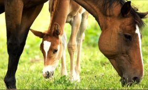 Imagem do post: Imprinting: técnica que facilita a doma de equinos