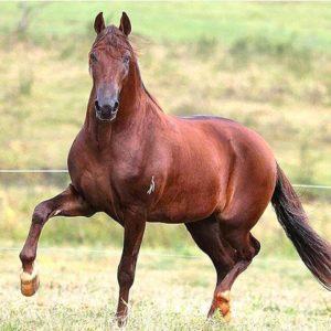 Imagem do post: Infecções renais em equinos (nefrites)