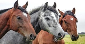 Imagem do post: Influenza Equina: Sinais, tratamento e prevenção