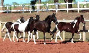 Imagem do post: Informações importantes para adquirir um cavalo