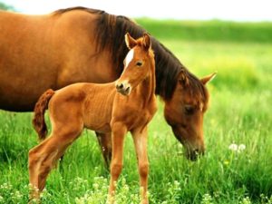 Imagem do post: Inseminação Artificial de “sucesso” em equinos