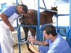 Imagem do post: Inseminação artificial usada como técnica para melhorar qualidade do plantel de equinos