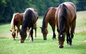 Imagem do post: Investimentos na criação de cavalos