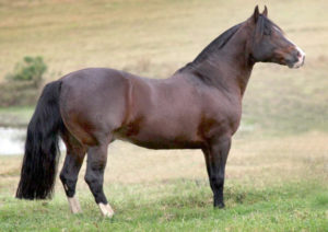 Imagem do post: Morre aos 16 anos o cavalo crioulo BT Lamborguine
