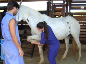Imagem do post: Lesões em cavalos: como proceder?
