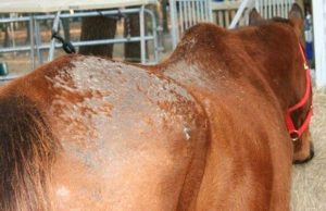 Imagem do post: Lesões na pele dos equinos