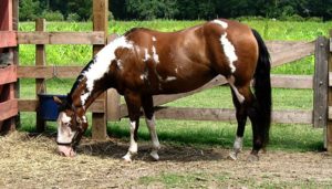 Imagem do post: Manejo alimentar e a cólica equina