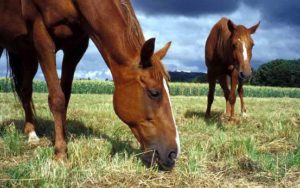 Imagem do post: Manejo nutricional de equinos