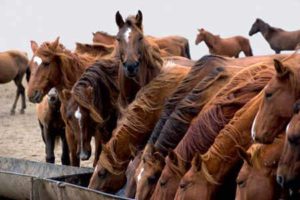 Imagem do post: Manejo nutricional errôneo pode causar transtornos na saúde de equinos