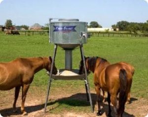 Imagem do post: Manejo nutricional pode determinar o sucesso no desempenho de equinos