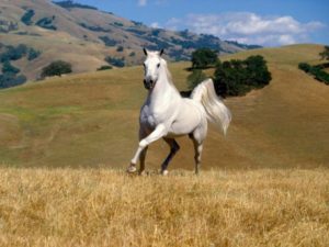 Imagem do post: Mangalarga marchador é uma raça nacional