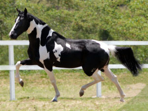 Imagem do post: Raça mangalarga marchador