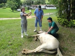 Imagem do post: Necessidade de anestesia em equinos