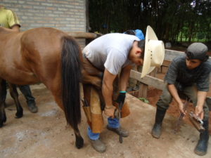 Defeitos de aprumos em cavalos. Você sabe identificar?, Artigos