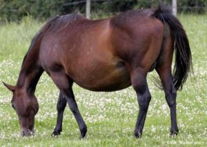 Imagem do post: Nutrição de Éguas em Gestação e Lactação