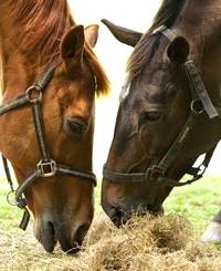 Imagem do post: Nutrição do cavalo atleta conta com o planejamento de um especialista