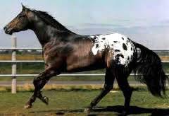 Imagem do post: O Appaloosa