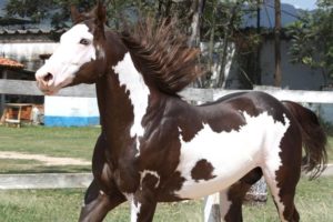 Imagem do post: O Cavalo da raça Paint Horse