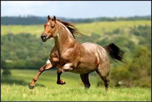 Imagem do post: O Cavalo Quarto de Milha