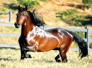 Imagem do post: O mercado do Cavalo Mangalarga Marchador