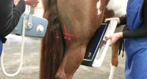 Imagem do post: O Raio-X no diagnóstico de lesões no sistema locomotor dos equinos