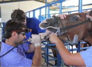 Imagem do post: Odontologia Equina:  Uma área que valoriza a qualificação profissional  e tem gerado um crescente mercado de trabalho