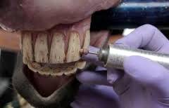 Imagem do post: Odontologia equina: essencial ao bem-estar animal