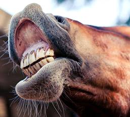Imagem do post: Odontoplastia para os equinos