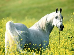 Imagem do post: Os benefícios da TE em cavalos