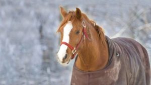 Imagem do post: Os cuidados com o cavalo durante o inverno