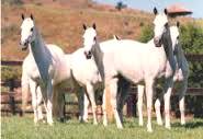 Imagem do post: Os melhores cavalos mangalarga do Brasil se reúnem na Exposição em SP