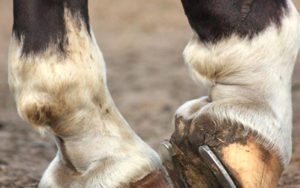 Imagem do post: Osteoartrites em equinos são as principais causas do baixo desempenho