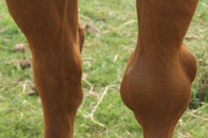 Imagem do post: Osteocondrite Dissecante (OCD) em equinos