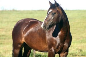 Imagem do post: Participação de cavalo crioulo aumenta no Sudeste e Centro-Oeste