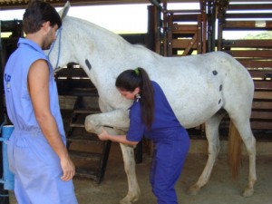 Imagem do post: Fratura pode trazer complicações para o cavalo