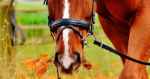 Imagem do post: Plantas venenosas para cavalos: conheça as mais comuns