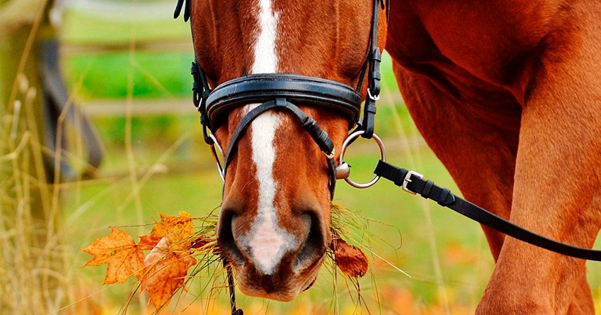 Plantas mais venenosas para os cavalos - CompreRural