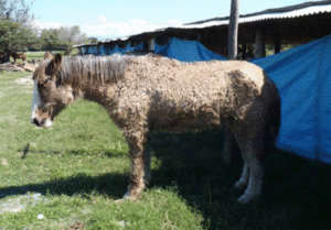 Imagem do post: Saiba sobre a Síndrome de Cushing, que provoca obesidade, perda de pelo e laminite em equinos.