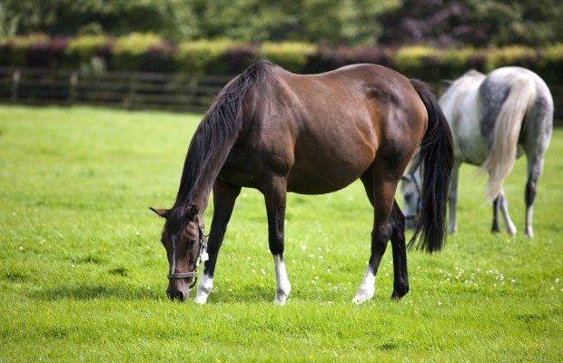 CHC  O cavalo isolado